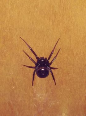 Picture of Steatoda grossa (False Black Widow) - Dorsal