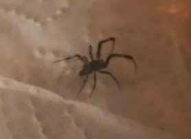 Picture of Zosis geniculata (Grey House Spider) - Lateral