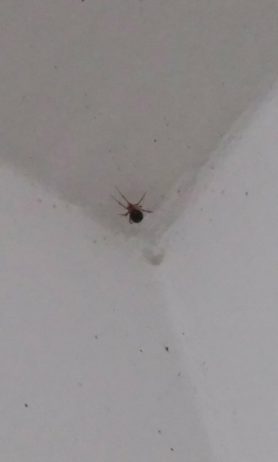 Picture of Theridiidae (Cobweb Weavers) - Dorsal