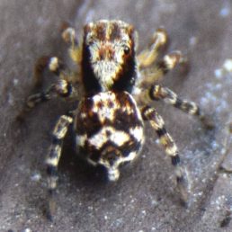 Featured spider picture of Naphrys pulex