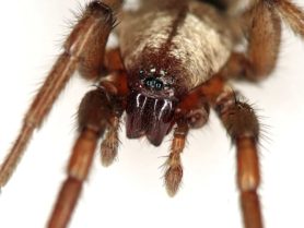 Picture of Scotophaeus blackwalli (Mouse Spider) - Male - Eyes