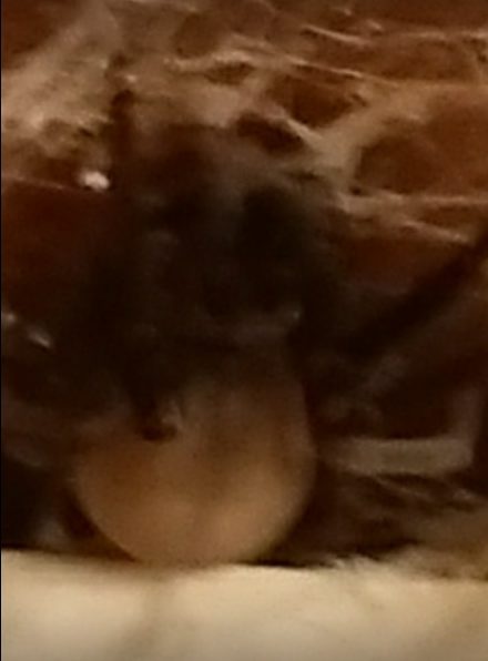 Picture of Kukulcania hibernalis (Southern House Spider)