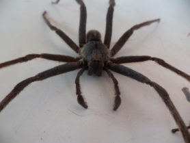 Picture of Ctenidae (Wandering Spiders) - Male - Eyes