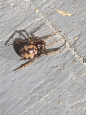 Picture of Steatoda triangulosa (Triangulate Cobweb Spider) - Female