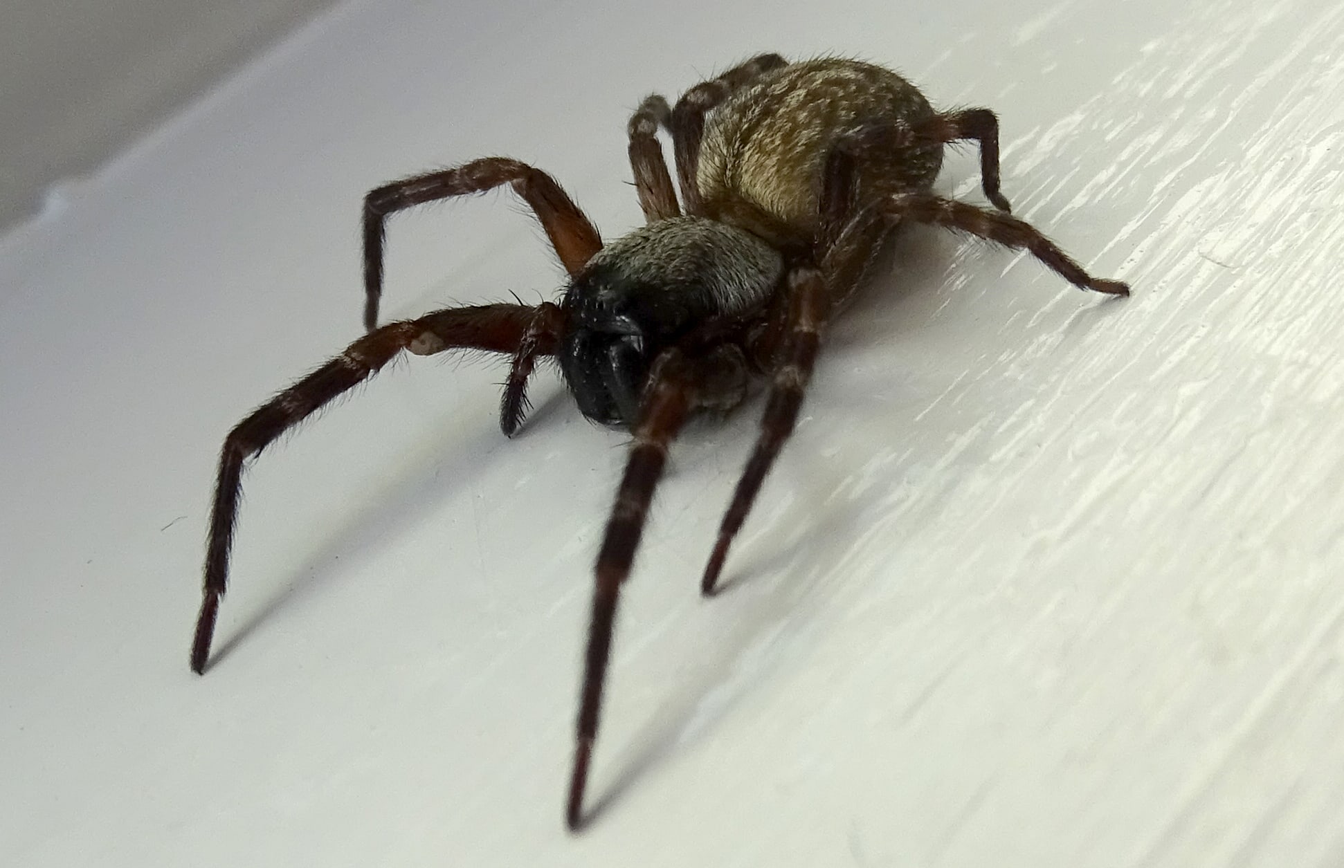 Picture of Badumna longinqua (Grey House Spider)