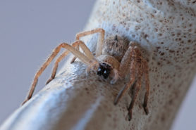 Picture of Olios giganteus (Giant Crab Spider) - Eyes