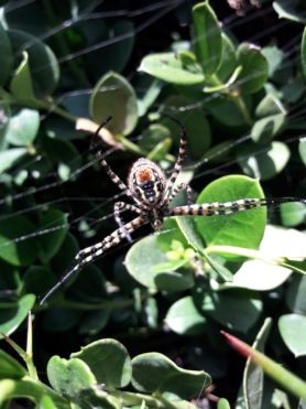 Picture of Argiope trifasciata (Banded Garden Spider) - Ventral
