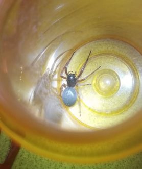 Picture of Trachelas tranquillus (Broad-faced Sac Spider) - Dorsal