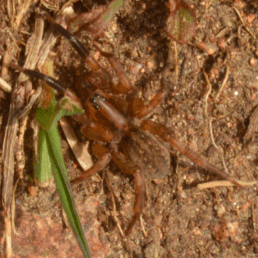 Featured spider picture of Trochosa spinipalpis