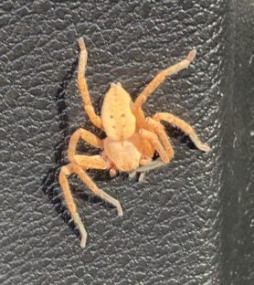 Picture of Sparassidae (Giant Crab Spiders) - Dorsal,Accidental adventive