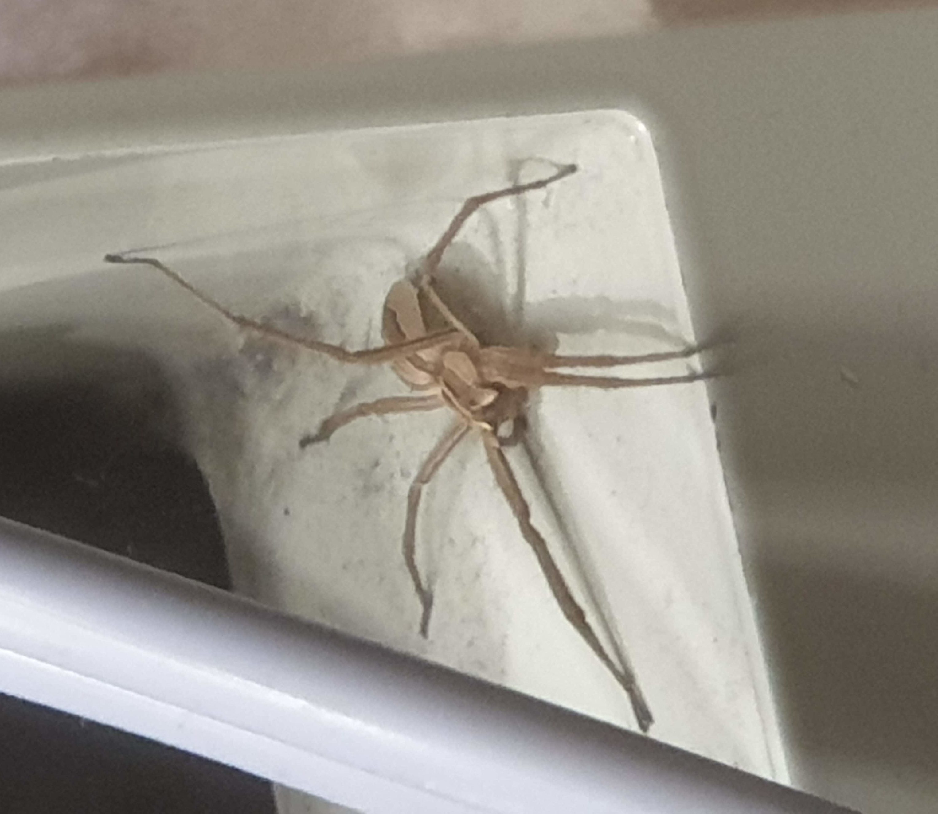 Picture of Pisaura mirabilis (European Nursery Web Spider) - Lateral