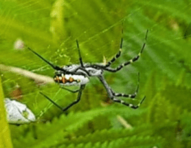 Picture of Argiope catenulata (Grass Cross Spider) - Lateral,Webs