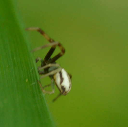 Picture of Misumena vatia (Golden-rod Crab Spider) - Male - Lateral