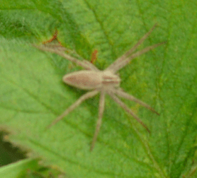 Picture of Pisaura mirabilis (European Nursery Web Spider) - Dorsal