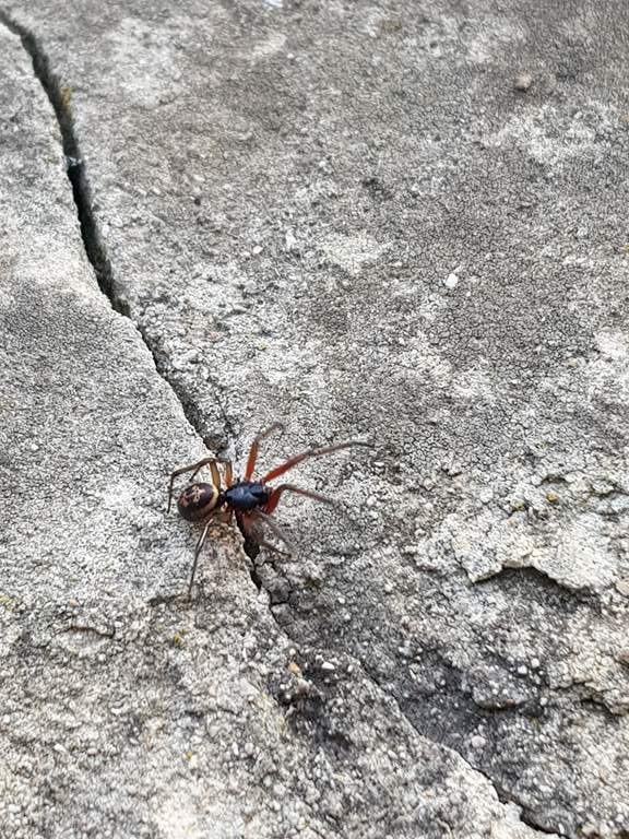 Picture of Steatoda nobilis (Noble False Widow) - Male - Dorsal