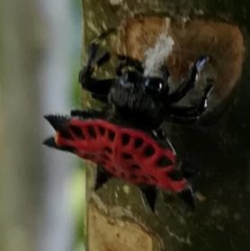 Picture of Gasteracantha cancriformis (Spiny-backed Orb-weaver) - Female - Dorsal