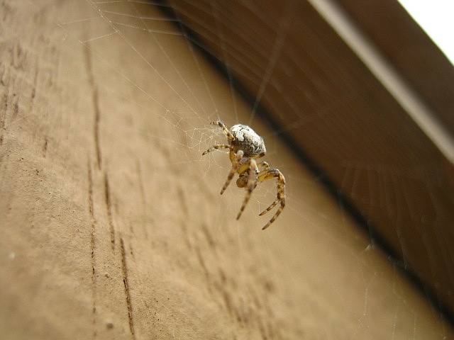 Picture of Larinioides (Furrow Spiders) - Male - Lateral,Webs