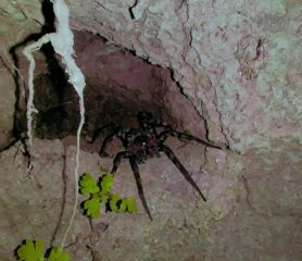 Picture of Ctenidae (Wandering Spiders) - In Retreat