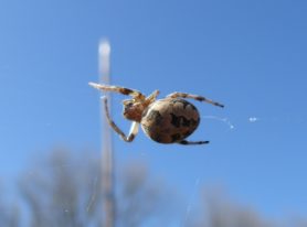 Picture of Larinioides spp. (Furrow Spiders) - Dorsal