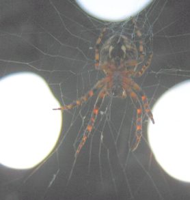 Picture of Larinioides spp. (Furrow Spiders) - Female - Ventral,Webs
