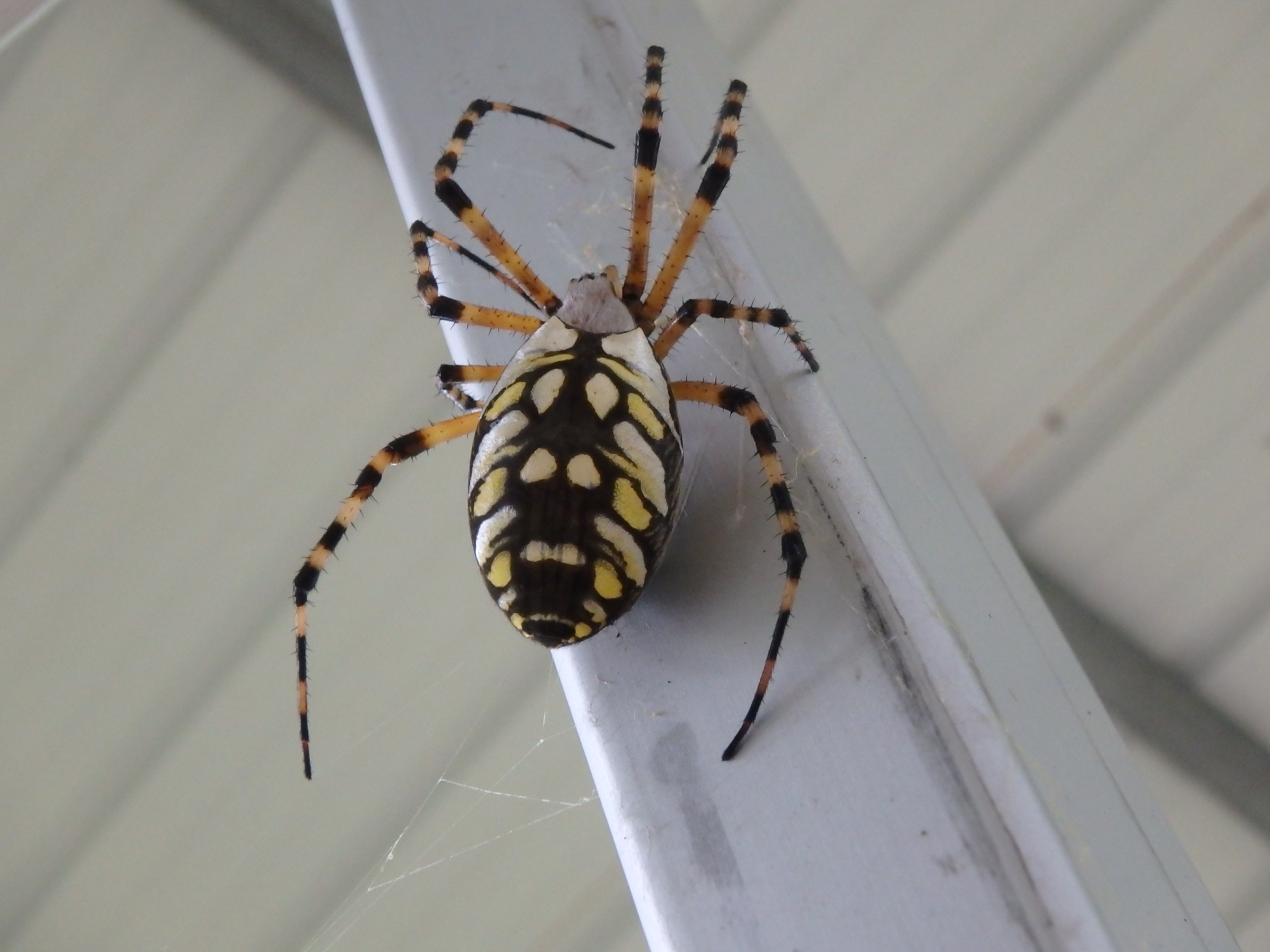 Picture of Argiope aurantia (Black and Yellow Garden Spider) - Female - Dorsal