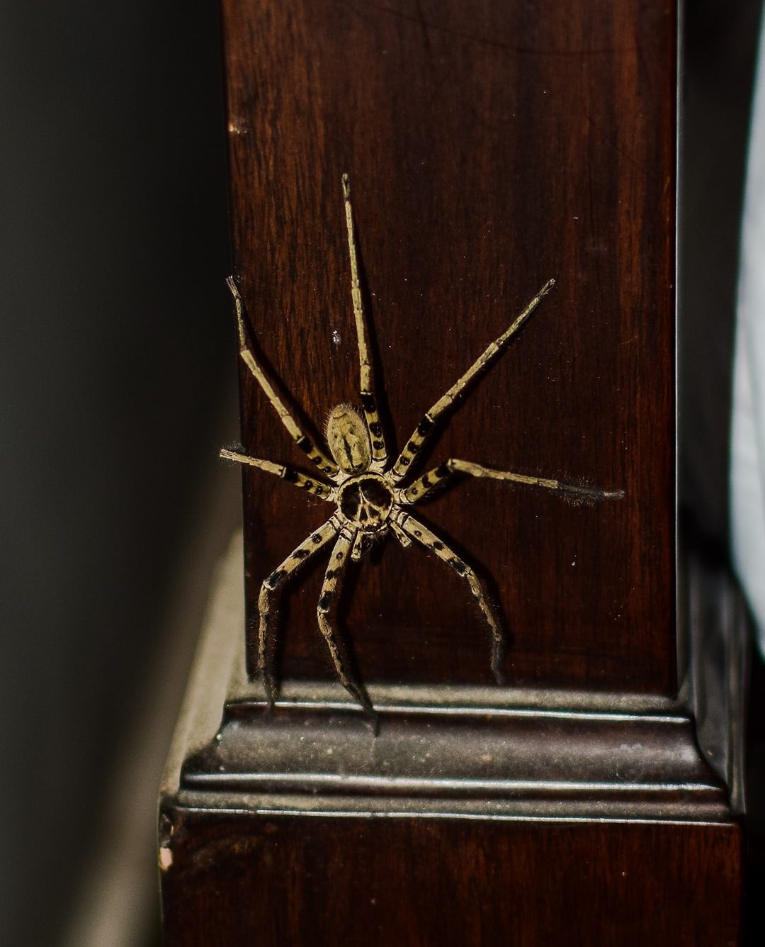 Picture of Heteropoda venatoria (Huntsman Spider) - Male - Dorsal,Accidental adventive
