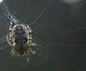 Picture of Larinioides (Furrow Spiders) - Dorsal,Webs