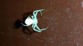 Picture of Thomisidae (Crab Spiders) - Dorsal,Webs