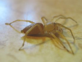 Picture of Clubionidae (Sac Spiders) - Lateral