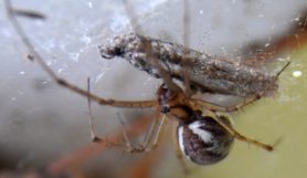Picture of Linyphia triangularis (European Sheetweb Spider) - Lateral