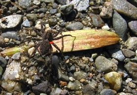 Picture of Pardosa spp. (Thin-legged Wolf Spiders) - Dorsal,Parasite