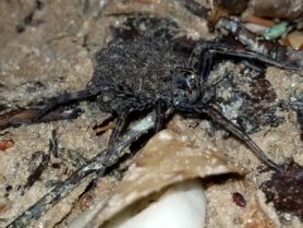 Picture of Tigrosa spp. - Female - Lateral,Spiderlings