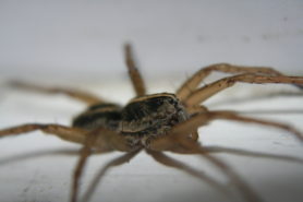 Picture of Tigrosa helluo - Male - Lateral