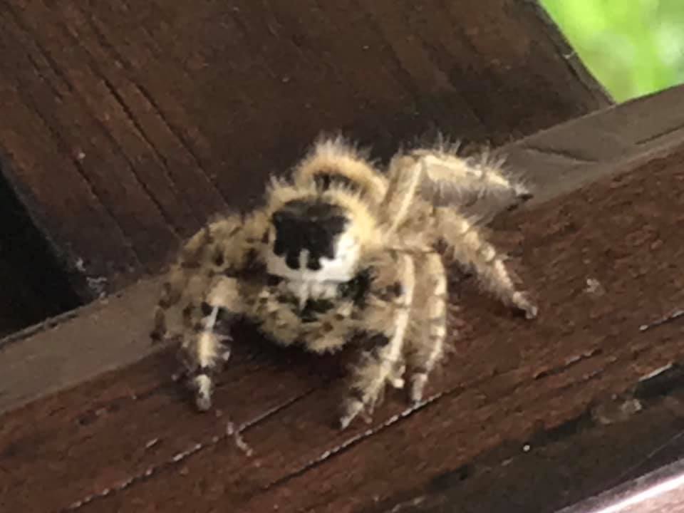 Picture of Phidippus otiosus (Canopy Jumping Spider) - Eyes