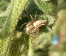 Picture of Oxyopes spp. - Dorsal
