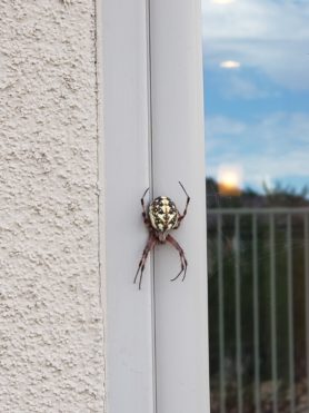 Picture of Neoscona oaxacensis (Western Spotted Orb-weaver) - Dorsal