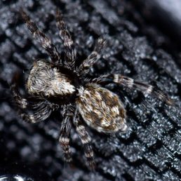 Featured spider picture of Pseudeuophrys lanigera (Fleecy Jumper)