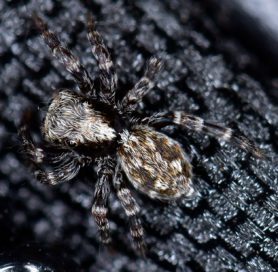Picture of Pseudeuophrys lanigera (Fleecy Jumper)