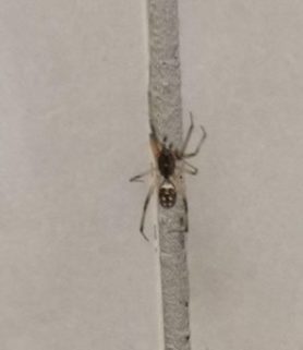 Picture of Steatoda capensis (False Katipo Spider) - Male - Dorsal
