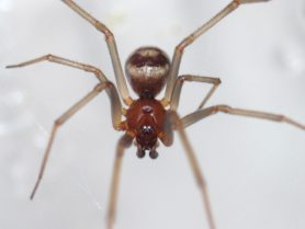 Picture of Steatoda grossa (False Black Widow) - Male - Eyes