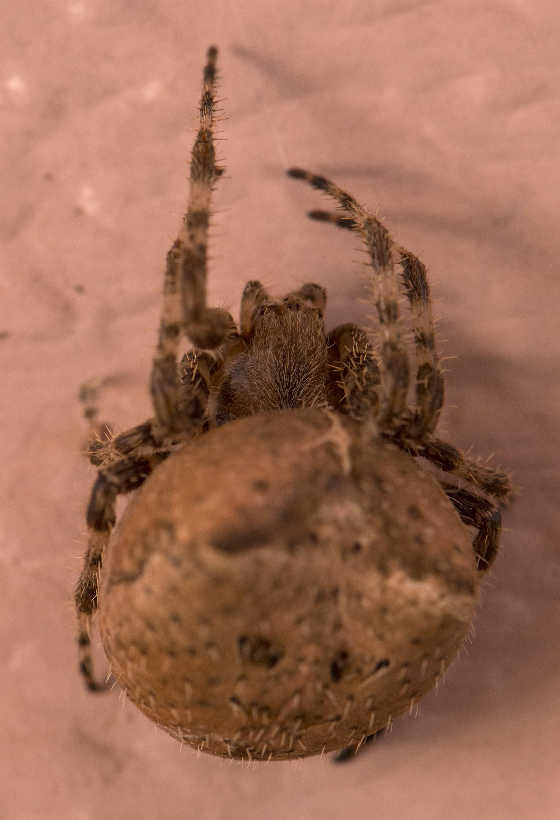 Picture of Araneus gemmoides (Cat-faced Spider) - Dorsal