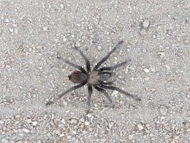 Picture of Aphonopelma spp. - Dorsal