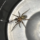 spiderguy666