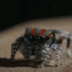 Spiders9